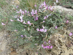 Astragalus subuliformis
