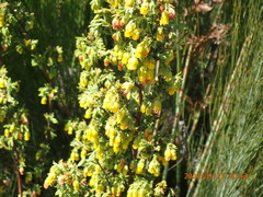 Hermannia aff-denudata