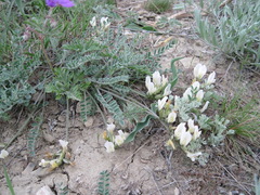 Astragalus reduncus