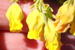 Hermannia aff-denudata