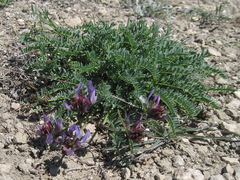 Astragalus suprapilosus