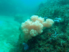 Dendronephthya australis