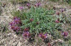 Astragalus suprapilosus