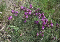 Astragalus subuliformis