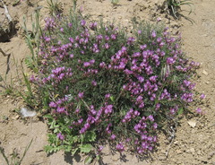 Astragalus subuliformis