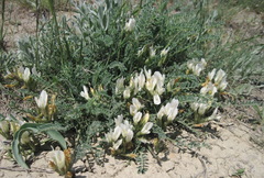 Astragalus reduncus