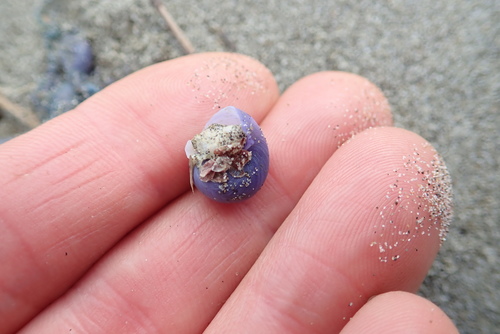 photo of Dwarf Violet Snail (Janthina exigua)