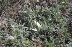 Astragalus rupifragus