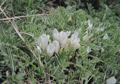 Astragalus rupifragus