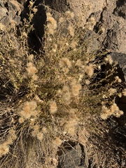 Brickellia microphylla