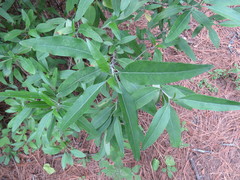Salix paradoxa