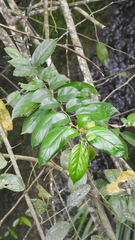 Rhamnus formosana
