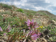 Astragalus suprapilosus