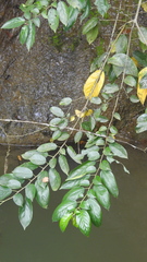 Rhamnus formosana