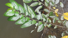 Rhamnus formosana