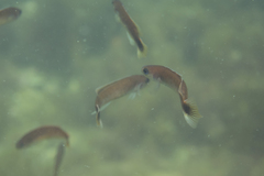 Trachinops caudimaculatus