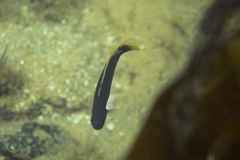 Trachinops caudimaculatus