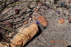 Lotononis filiformis