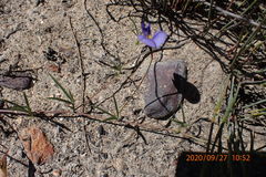 Lotononis filiformis