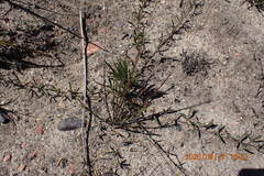 Lotononis filiformis