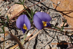 Lotononis filiformis