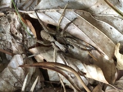 Alopecosa inquilina