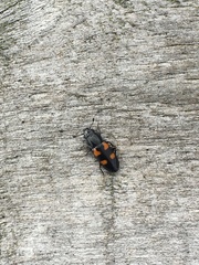 Glischrochilus quadripunctatus