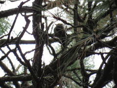 Dryobates stricklandi