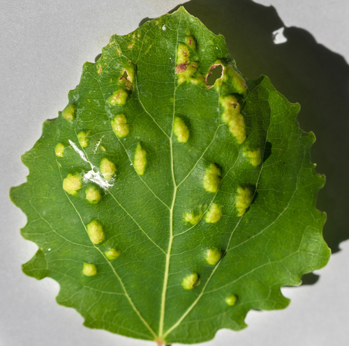 Poplar gall mite
