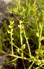Thesium microcarpum