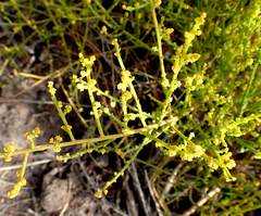 Thesium microcarpum