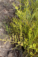 Thesium microcarpum