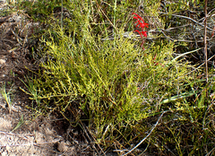 Thesium microcarpum