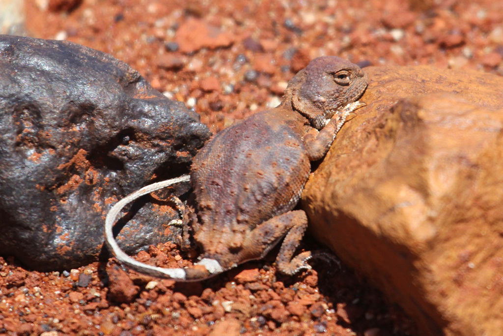 Goldfields Pebble-Mimic Dragon