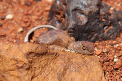 Tympanocryptis pseudopsephos