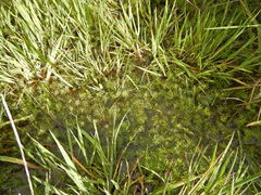 Ranunculus inundatus