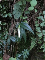 Tripterospermum luzonense