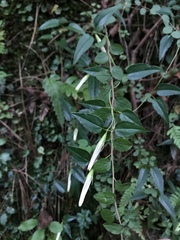 Tripterospermum luzonense