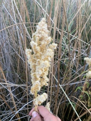 Solidago spectabilis