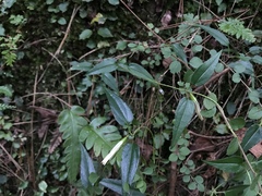 Tripterospermum luzonense