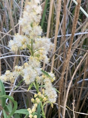 Solidago spectabilis