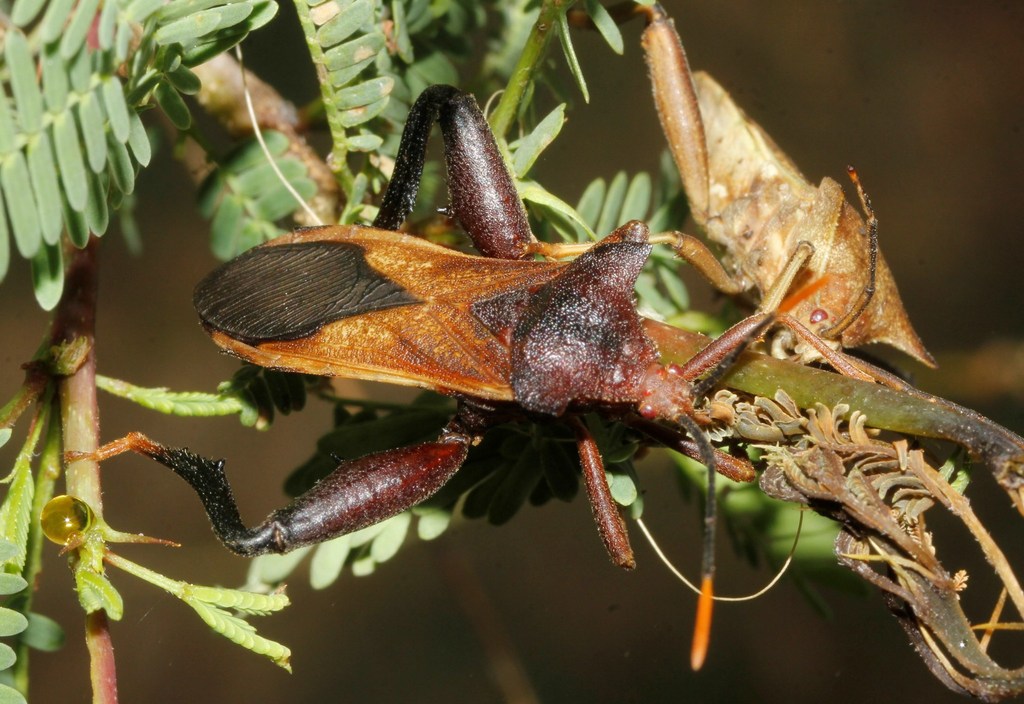 Mozena lunata