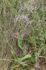 Limonium narbonense