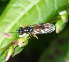 Pyrophaena granditarsis