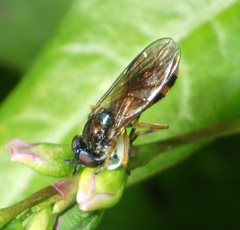 Pyrophaena granditarsis