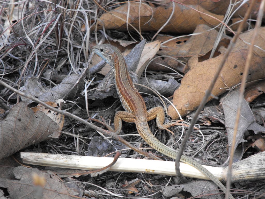 Mexican Whiptail