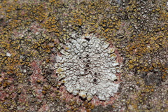 Lecanora campestris
