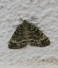 Pseudocoremia indistincta