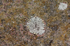 Lecanora campestris