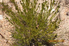 Thesium capitatum